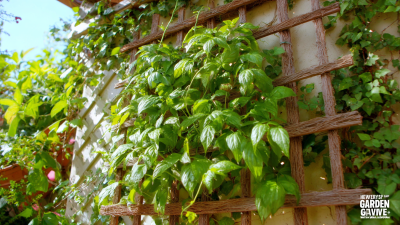 7 Reasons Why the Best Garden Creeper Frame Boosts Plant Growth by 30 Percent