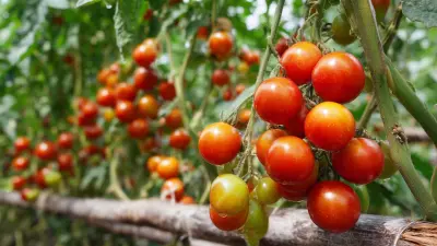 What is the Best Way to Build a Diy Tomato Trellis for Your Garden