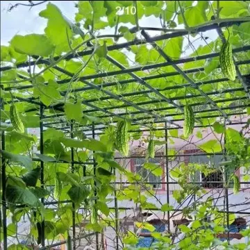 20mm diameter gardening plant planting bracket plastic coated steel pipe large fruit climbing frame