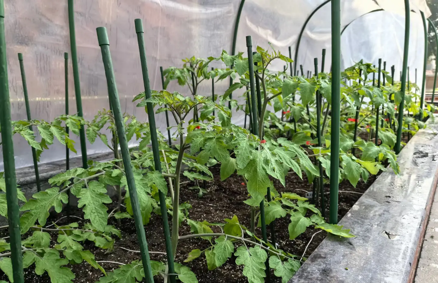 Revolutionizing Urban Gardening and Sustainable Living 4.jpg