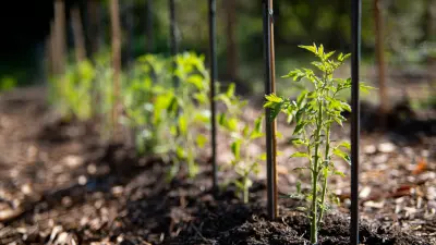 Essential Guide to Choosing the Best Tomato Stakes Metal for Your Garden