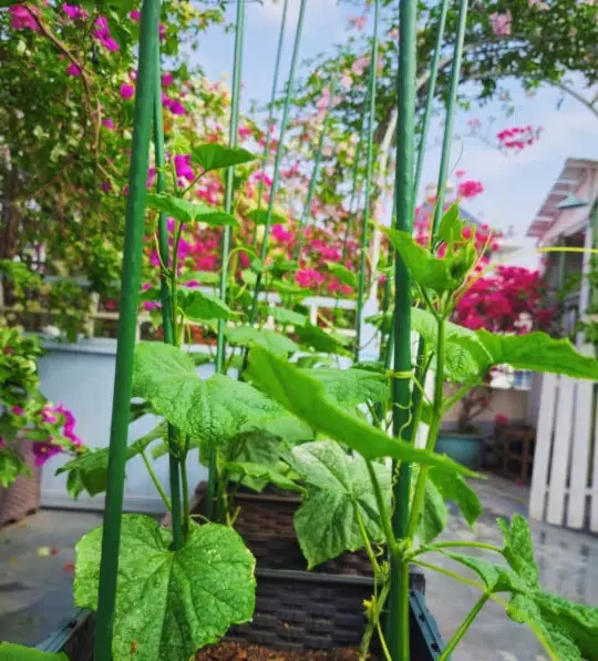 How Personalized Décor is Transforming Outdoor Spaces 1.jpg