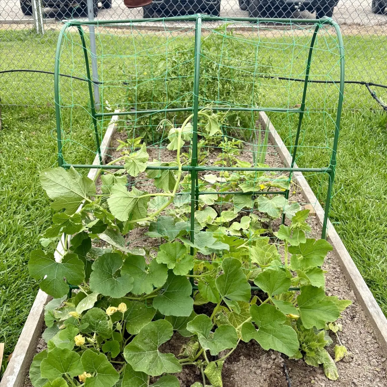Cucumber climbing trellis (1)