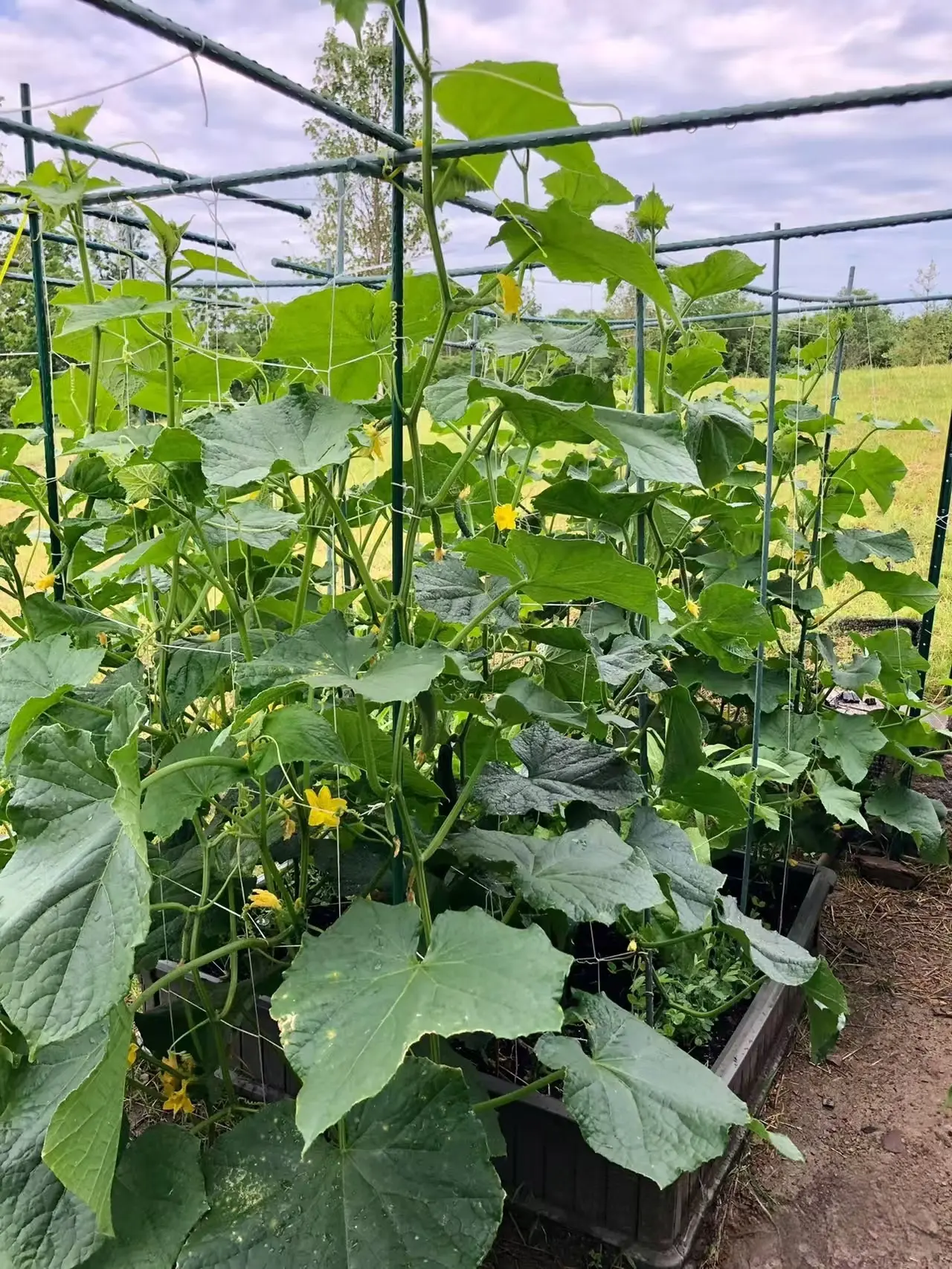 The Container Tower The Patio Producer.png