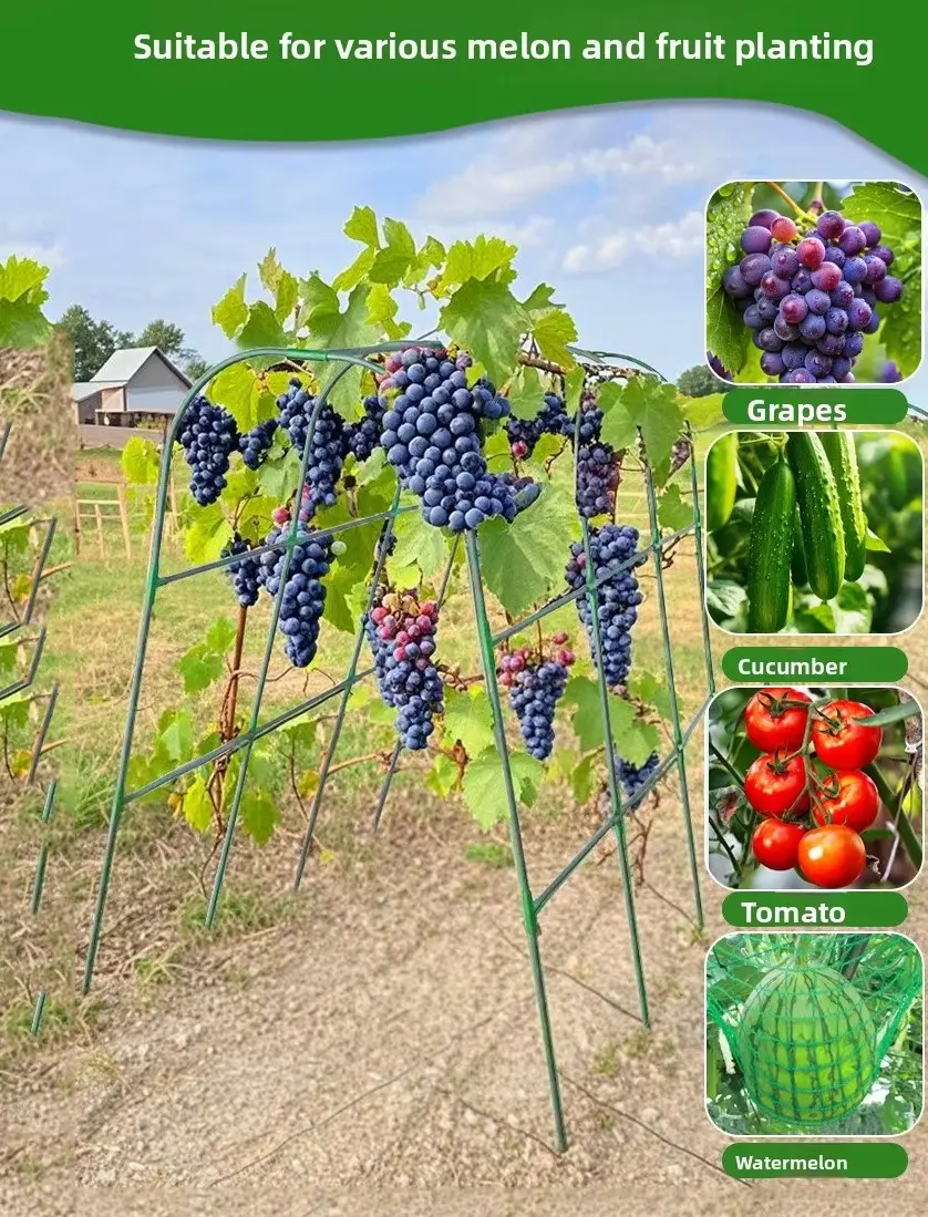 Cucumber climbing trellis (1)