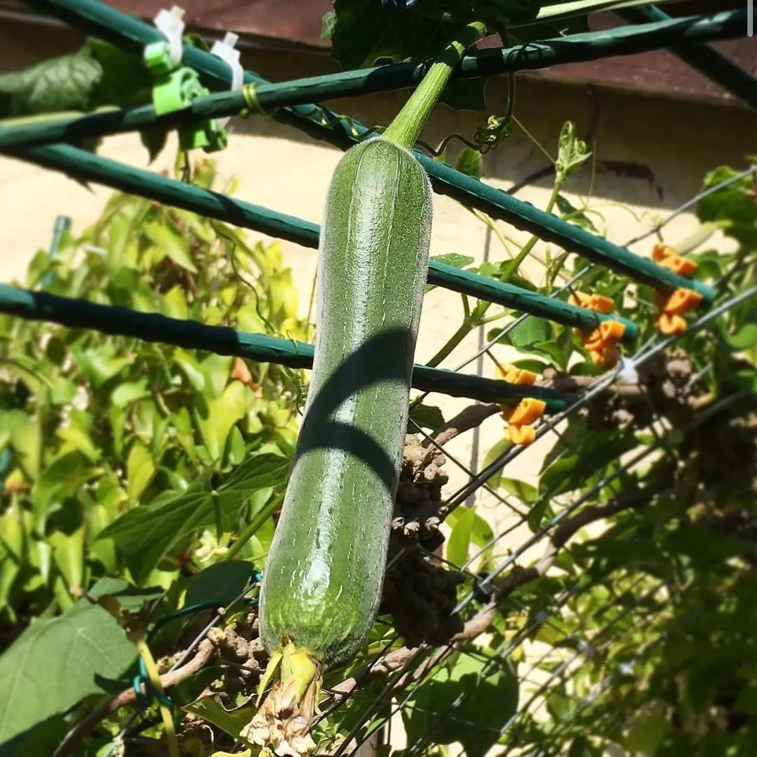 garden stakes (1)(1).jpg