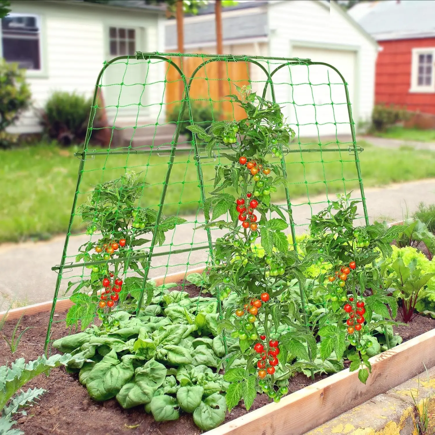 Cucumber climbing trellis (2).jpg