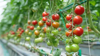 Unmatched Quality in Best Tomato Plant Support from Leading Chinese Manufacturers