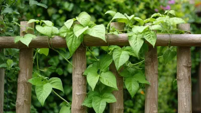 How to Build an Effective Runner Bean Support Climbing Frame for Your Garden