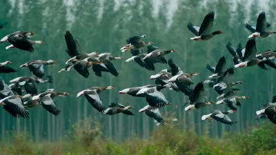 Global Triumph of Best Bird Trellis from China Driven by Unmatched Quality and Innovation